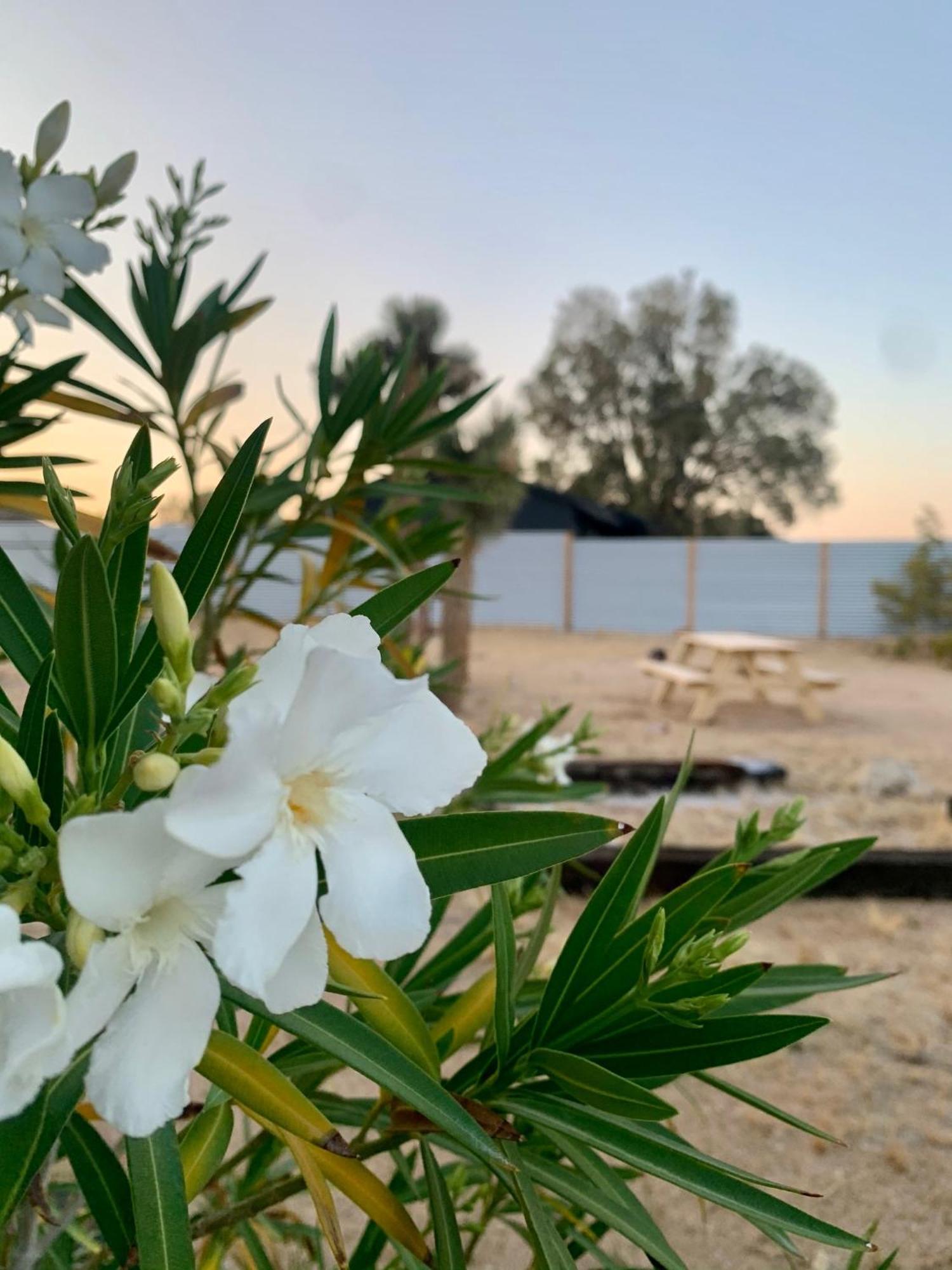 Casa Agave: Comfy Joshua Tree Cottage With Free Breakfast Bar Esterno foto